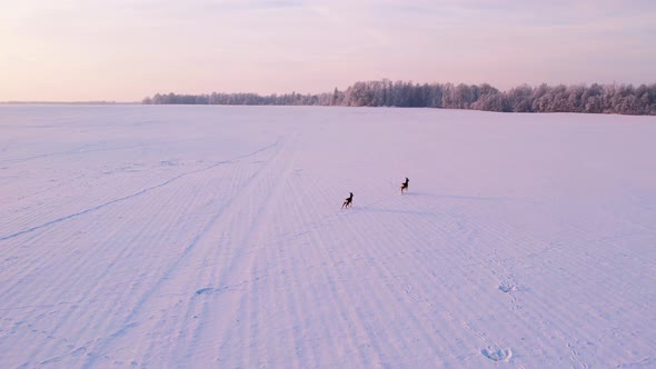 Deer in the field