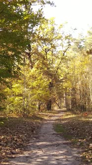 Vertical Video Trees in the Autumn Forest in the Afternoon