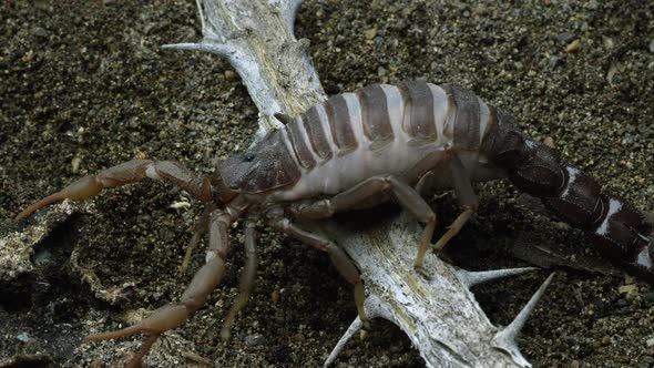 Transvaal Fat-tailed Scorpion crawling over a stick