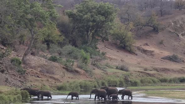 large herd walks through stream