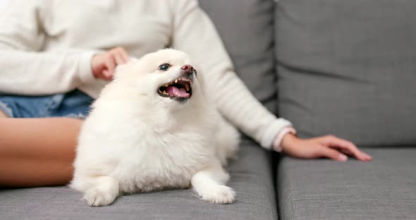 Pomeranian hate brushing hair