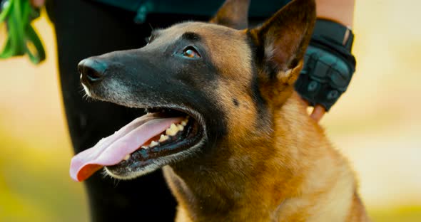 Handheld Shooting Malinois Dog Sitting Near Owner Woman