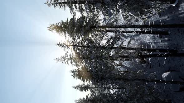 Flight Above Winter Forest alt