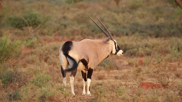 Gemsbok Antelope - South Africa