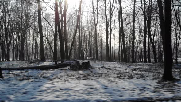 Winter forest on a sunny day.