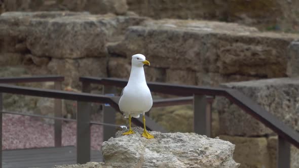 Sea Gull Stands on the Ancient Rock