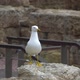Sea Gull Stands on the Ancient Rock - VideoHive Item for Sale
