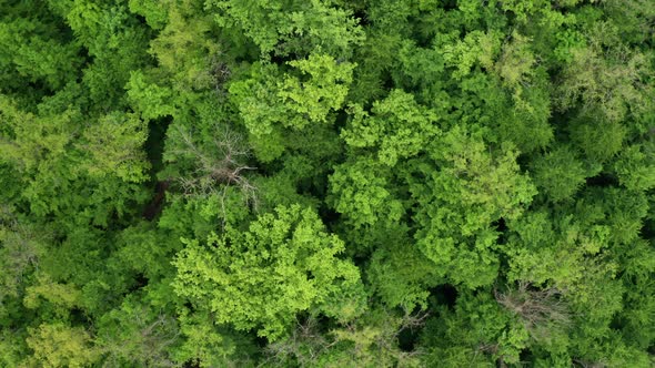 Many Green Trees