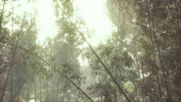 Green Bamboo Forest in Fog