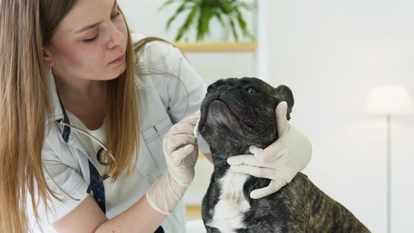 Vet Doctor is Checking and Cleaning Dog's Eyes