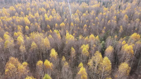 Forest with Trees in the Fall