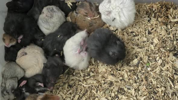 Many Small Funny Jungar Hamsters in Cage on Sawdust