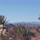 Desert Plants Cactus in Joshua Tree National Park California Valley Wilderness - VideoHive Item for Sale