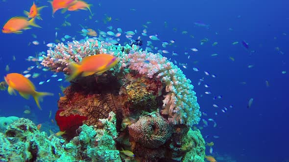 Colorful Fishes and Corals