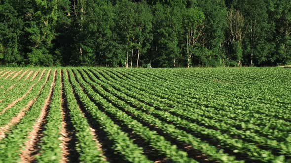 Green radish field