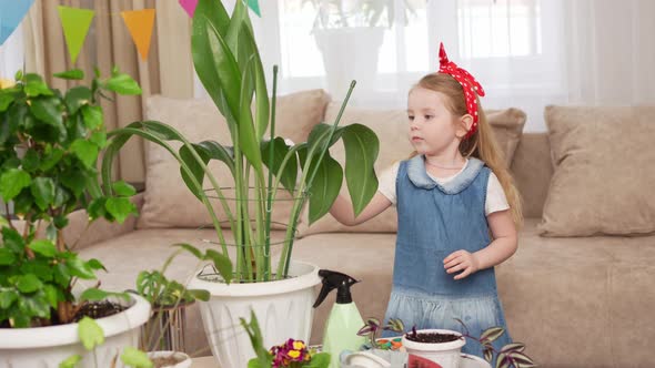 a Little Pretty Girl Wipes the Leaves of a Houseplant with a Damp Cloth