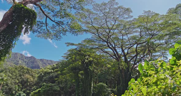 Hiking In The Rainforest POV 4K