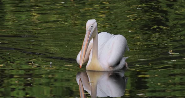 Dalmatian Pelican Pelecanus Crispus Is Largest Member Pelican Family