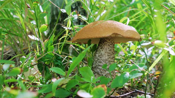 One Mushroom Grows in the Grass