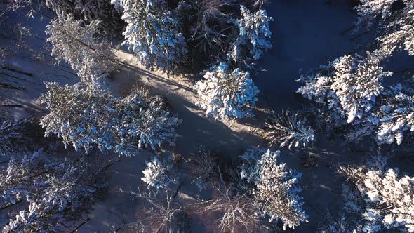 Cinematic Aerial View of a Cold Snowcovered Forest at the Top of a Hill