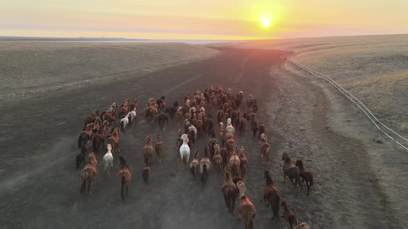 Wild Horses Running. Herd of Horses, Mustangs Running on Steppes To River.  Hdr Slow Motion