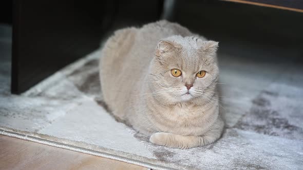 Cute Curious Scottish Fold Cat Relaxing at Home on the Fluffy Carpet Closeup Portrait