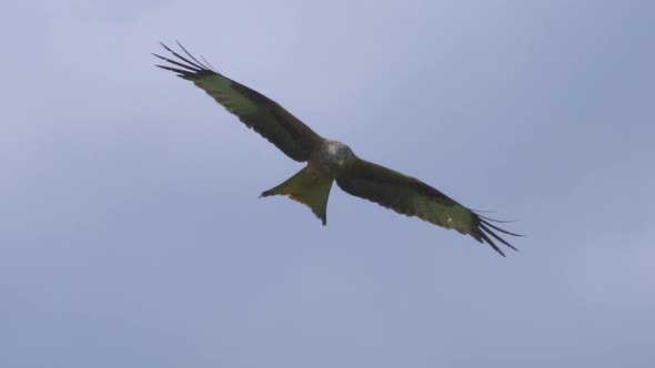 Red kite milvus soaring in the air during cloudy day, close up track shot