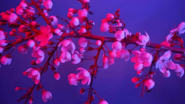 Tree Branch with White Flowers Illuminated By Pink Light