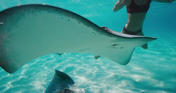 Beautiful woman underwater with stingrays