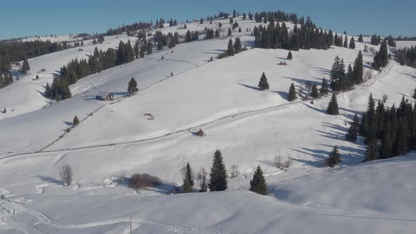 Aerial view of a hill with fir trees