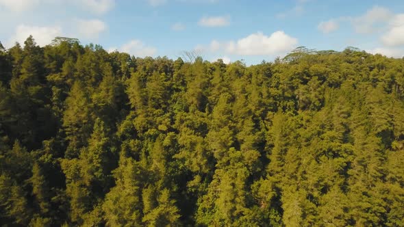 View of Mountain Forest Landscape