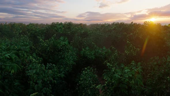 Sunset Over Forest 2k alt