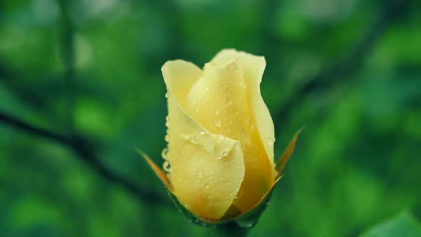 Yellow Bright Rose  On A Blurred Green Background 