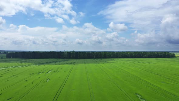 Flying Over A Wheat Field Among The Trees