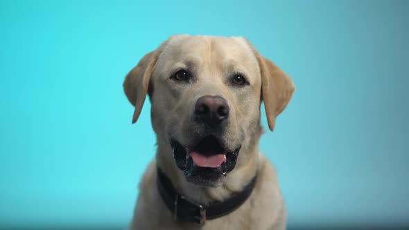 Thoroughbred Dog Posing Against Blue Background