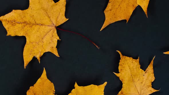 Autumn Yellow Maple Leaves on Black Background