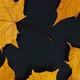 Autumn Yellow Maple Leaves on Black Background - VideoHive Item for Sale