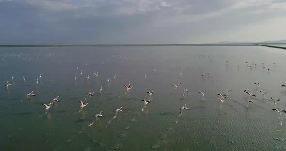 Flock of Flamingos Flying Over Salt Lake in Vlore Albania