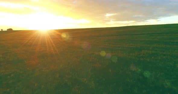 Flight Above Rural Summer Landscape with Endless Yellow Field at Sunny Summer Evening