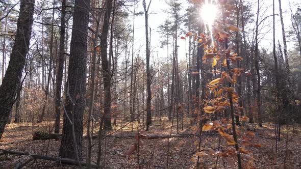 Trees in the Autumn Forest in the Afternoon