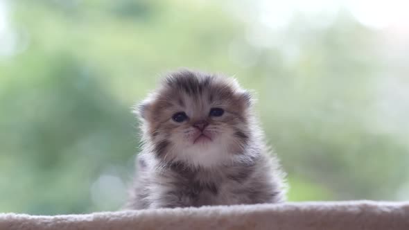 Close Up Of Cute Newborn Kitten Looking At Camera Slow Motion 7