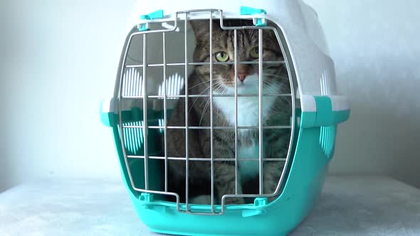 Gray cat in a cage for transportation