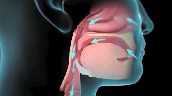 Animation of oxygen consumption with oral and nasal breathing.