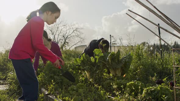 young girl picking an organic lettuce on a small vegetable garden