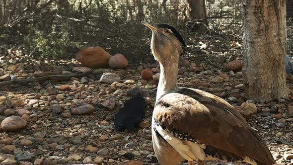 close up of a large australian bustard bird