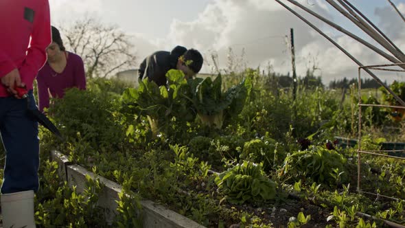 young girl picking an organic lettuce on a small vegetable garden