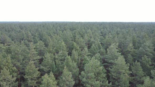 Trees in a Pine Forest During the Day Aerial View