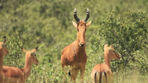 Male hartebeest looking around near many females, In the Kenyan bush, Africa