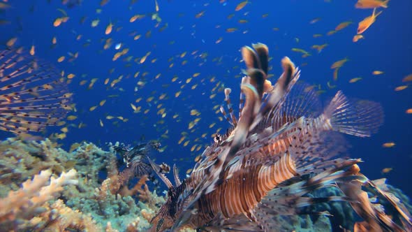 Underwater Tropical Reef Lionfish