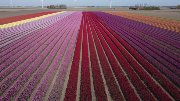 Colorful flowerfields with blooming tulips in the Flevopolder of the Netherlands